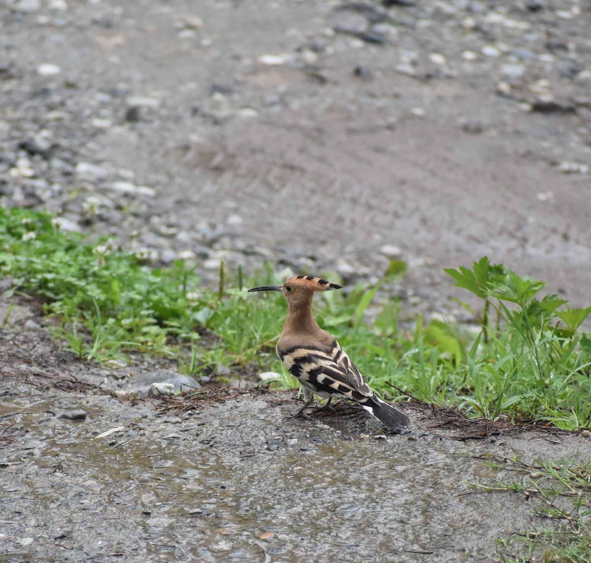 Eurasian Hoopoe - ML622952144