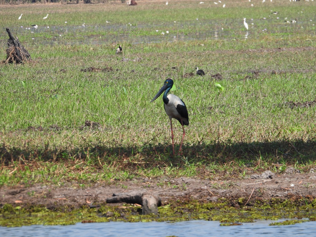 Black-necked Stork - ML622952148