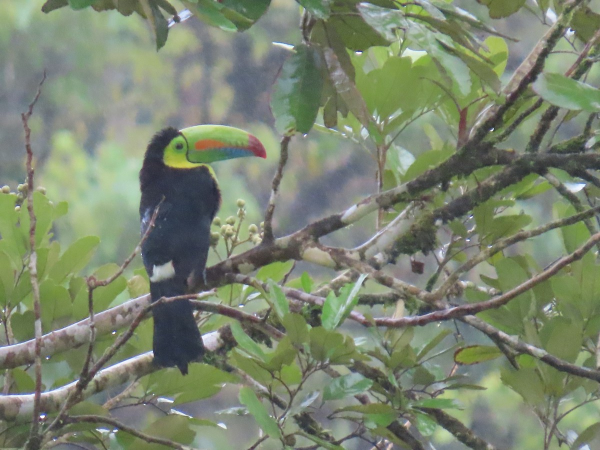 Keel-billed Toucan - ML622952150