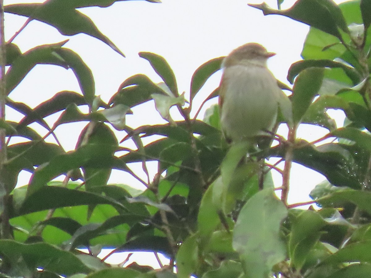 Mistletoe Tyrannulet - ML622952160