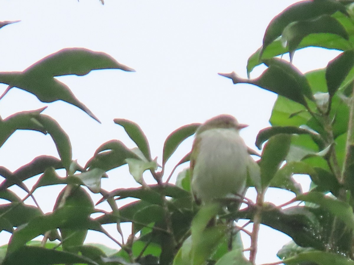 Mistletoe Tyrannulet - ML622952161