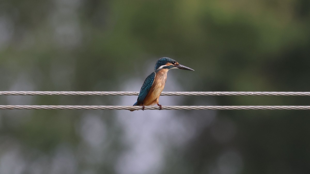 Common Kingfisher - ML622952178