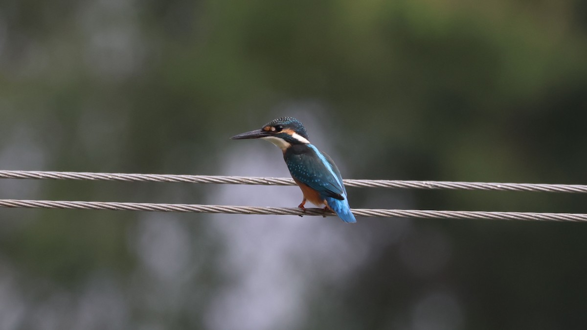 Common Kingfisher - ML622952180