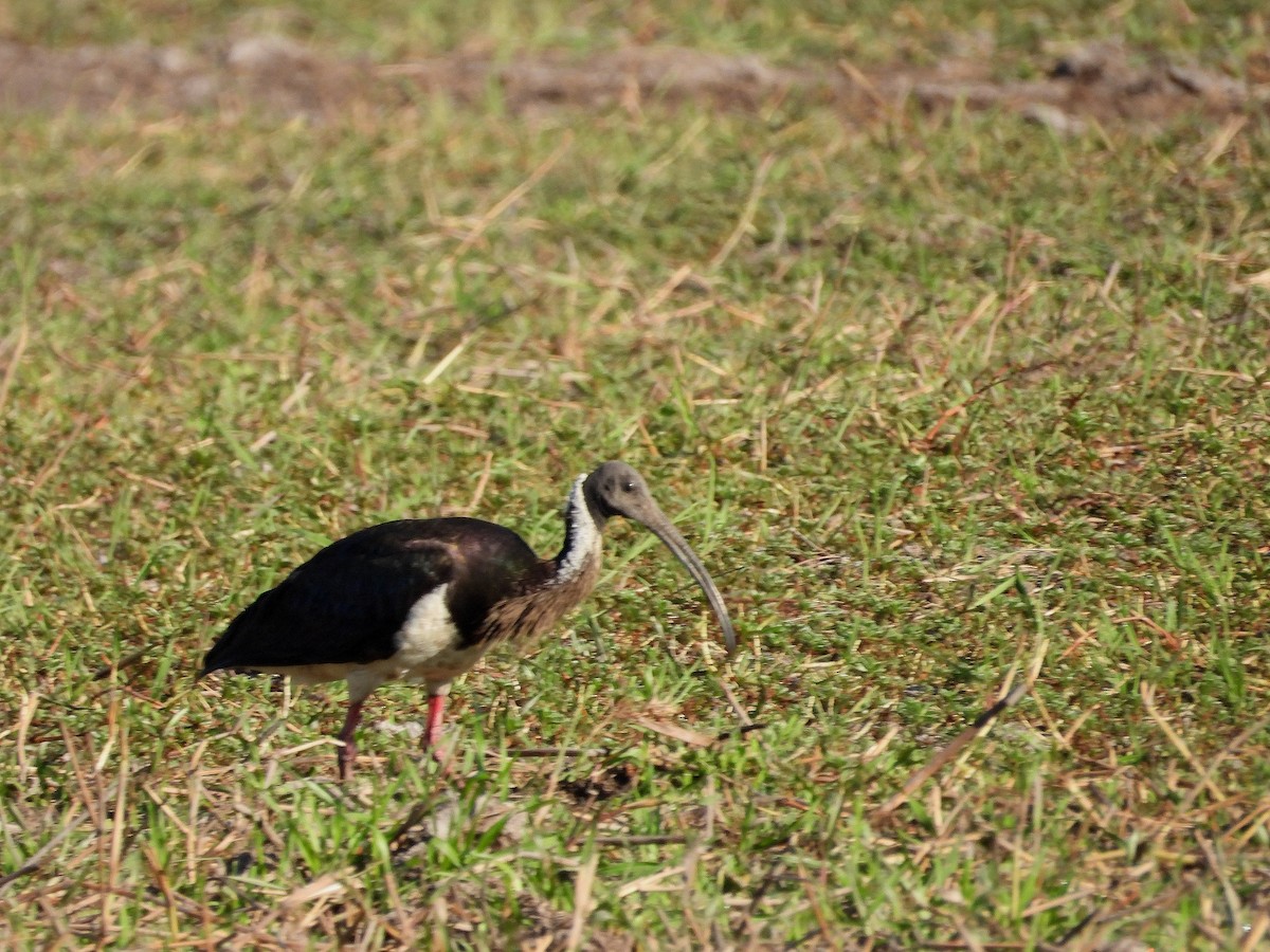 Straw-necked Ibis - ML622952192