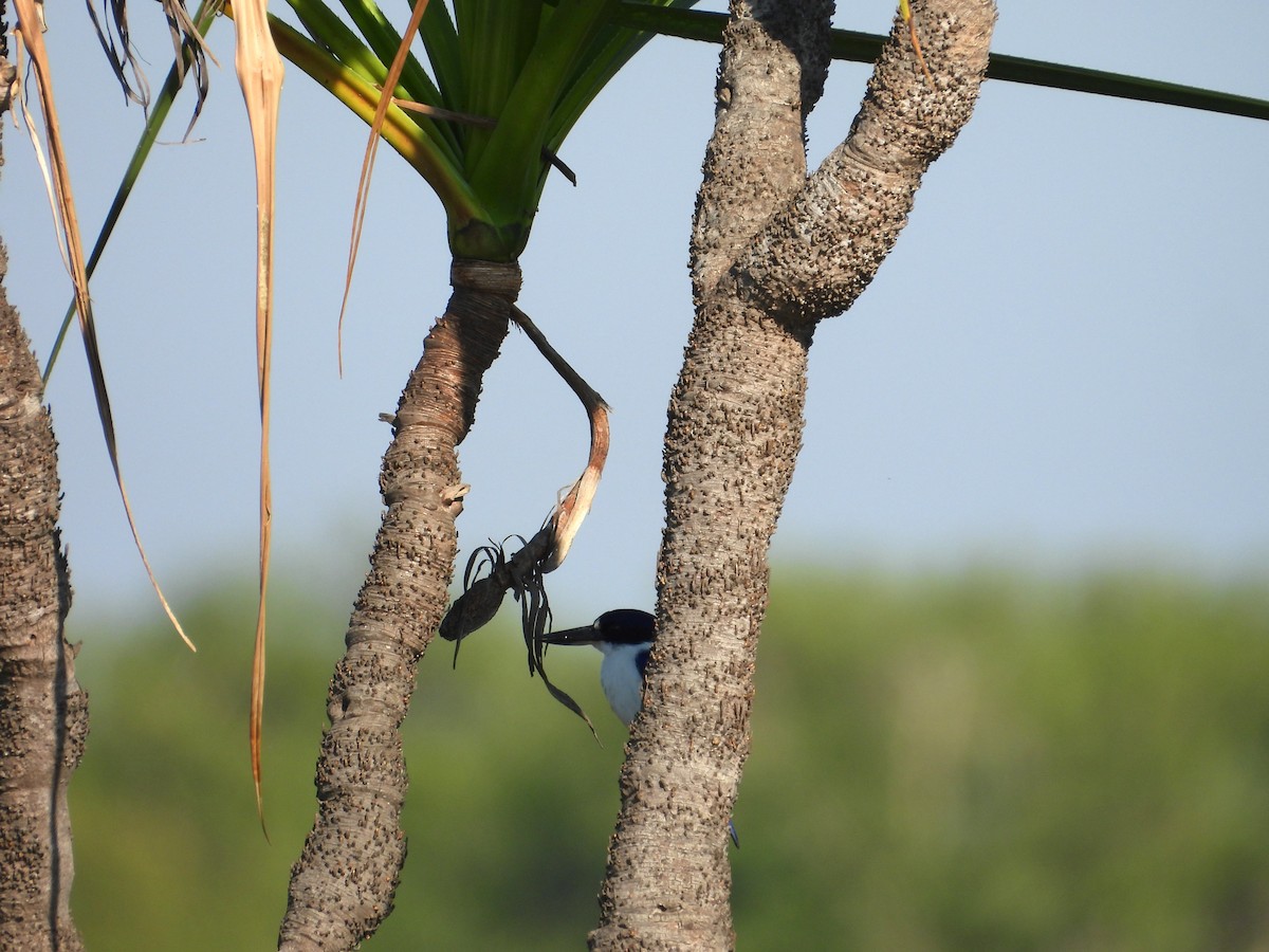 Forest Kingfisher - Joanne Thompson