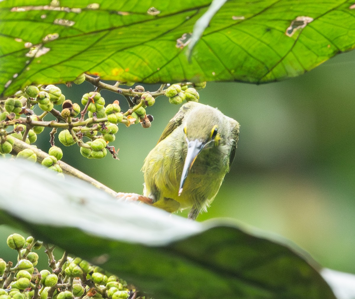 Yellow-eared Spiderhunter - ML622952279