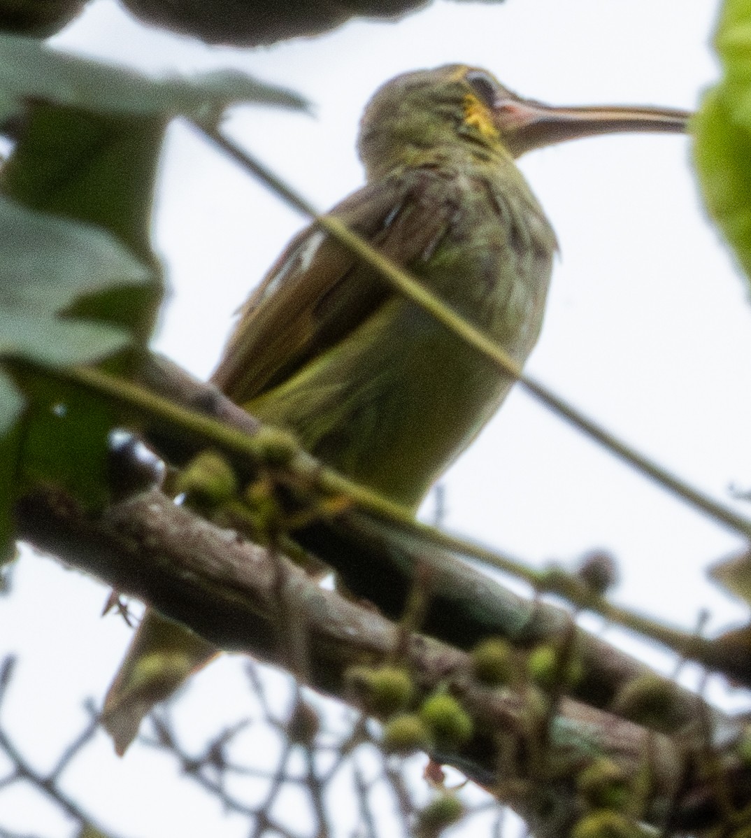 Yellow-eared Spiderhunter - ML622952281