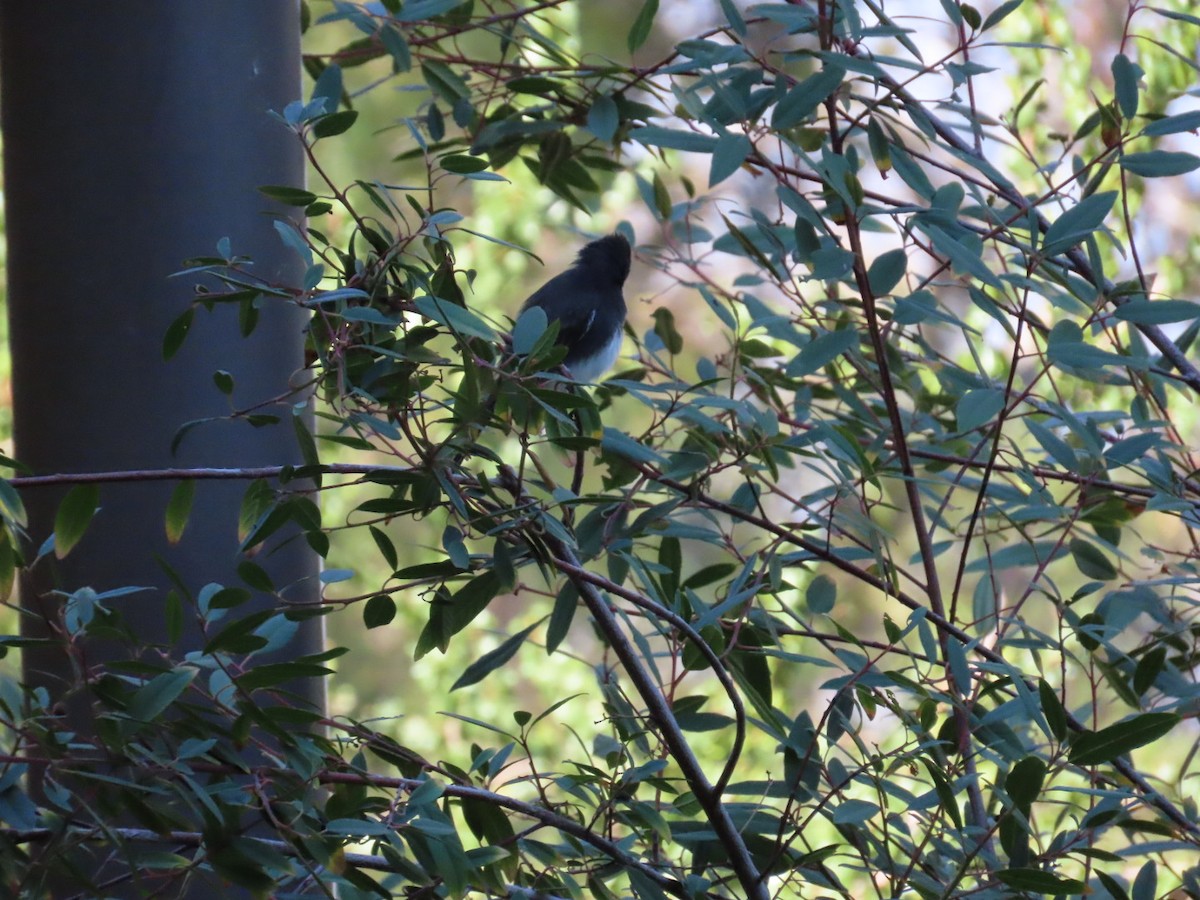 Black Phoebe - Marguerite Tate