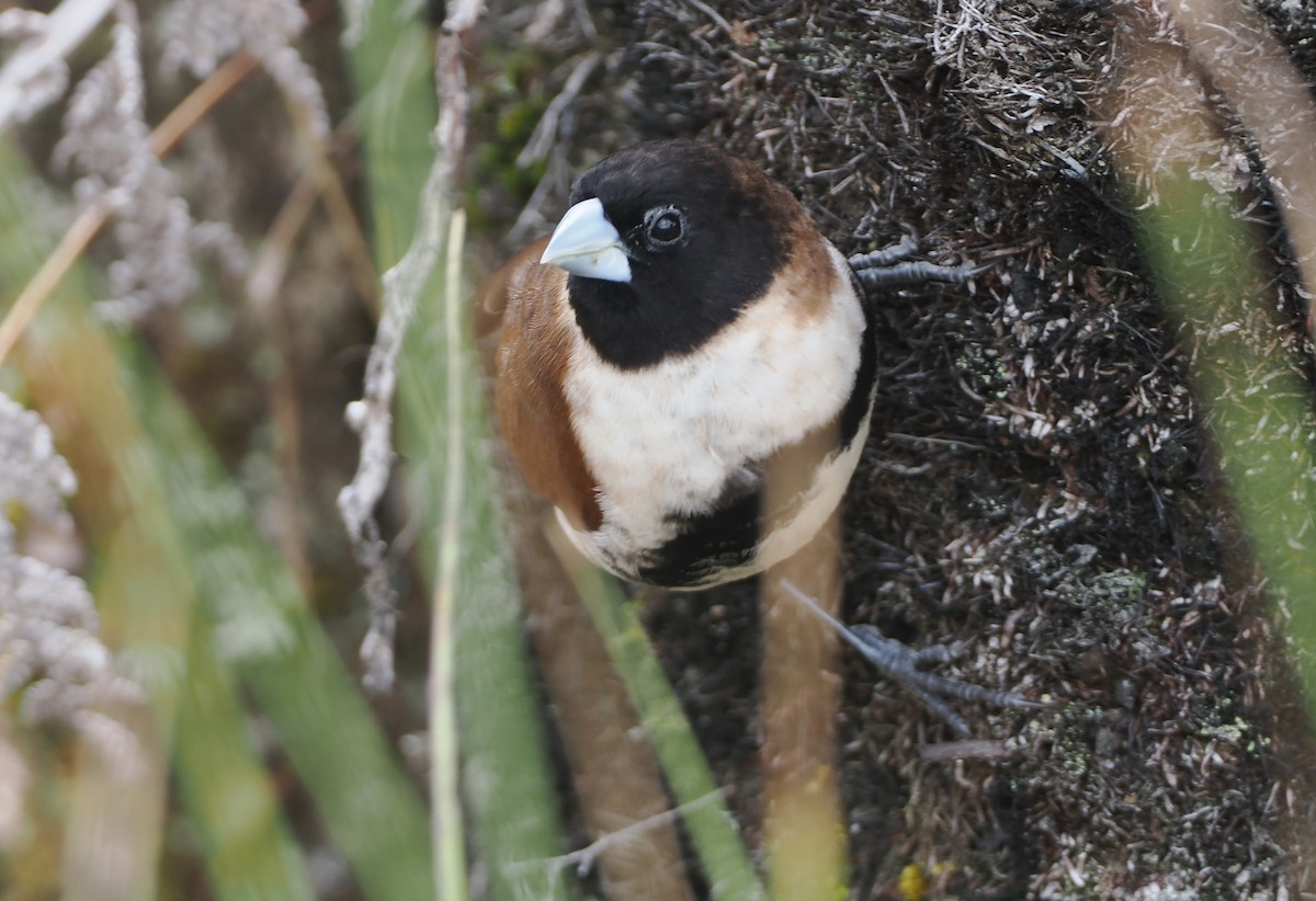 Alpine Munia - ML622952287