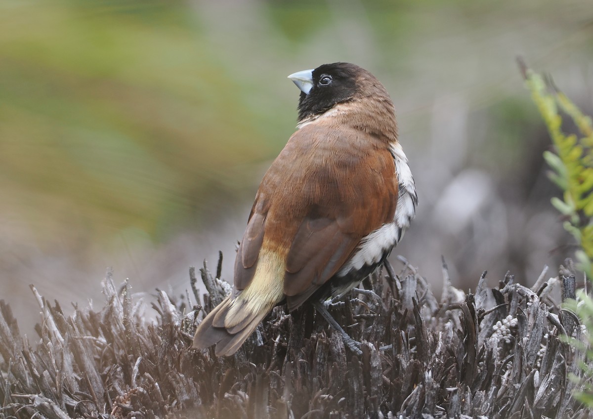 Alpine Munia - ML622952288