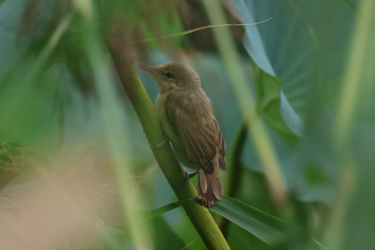 Oriental Reed Warbler - ML622952294