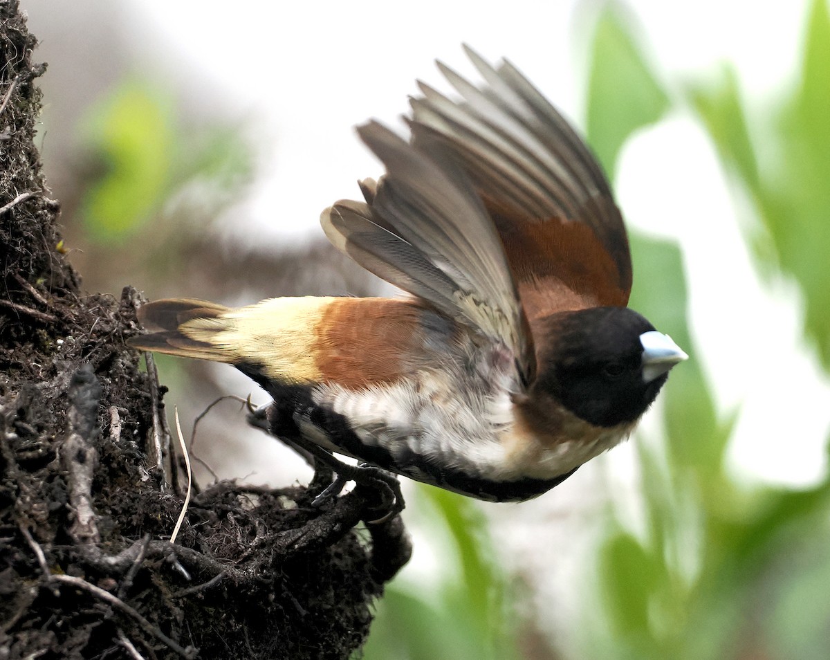 Alpine Munia - ML622952300