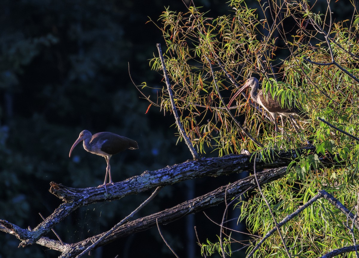 White Ibis - ML622952307