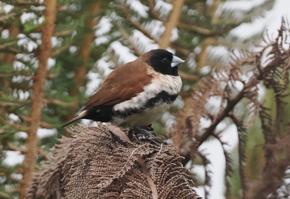 Alpine Munia - ML622952349