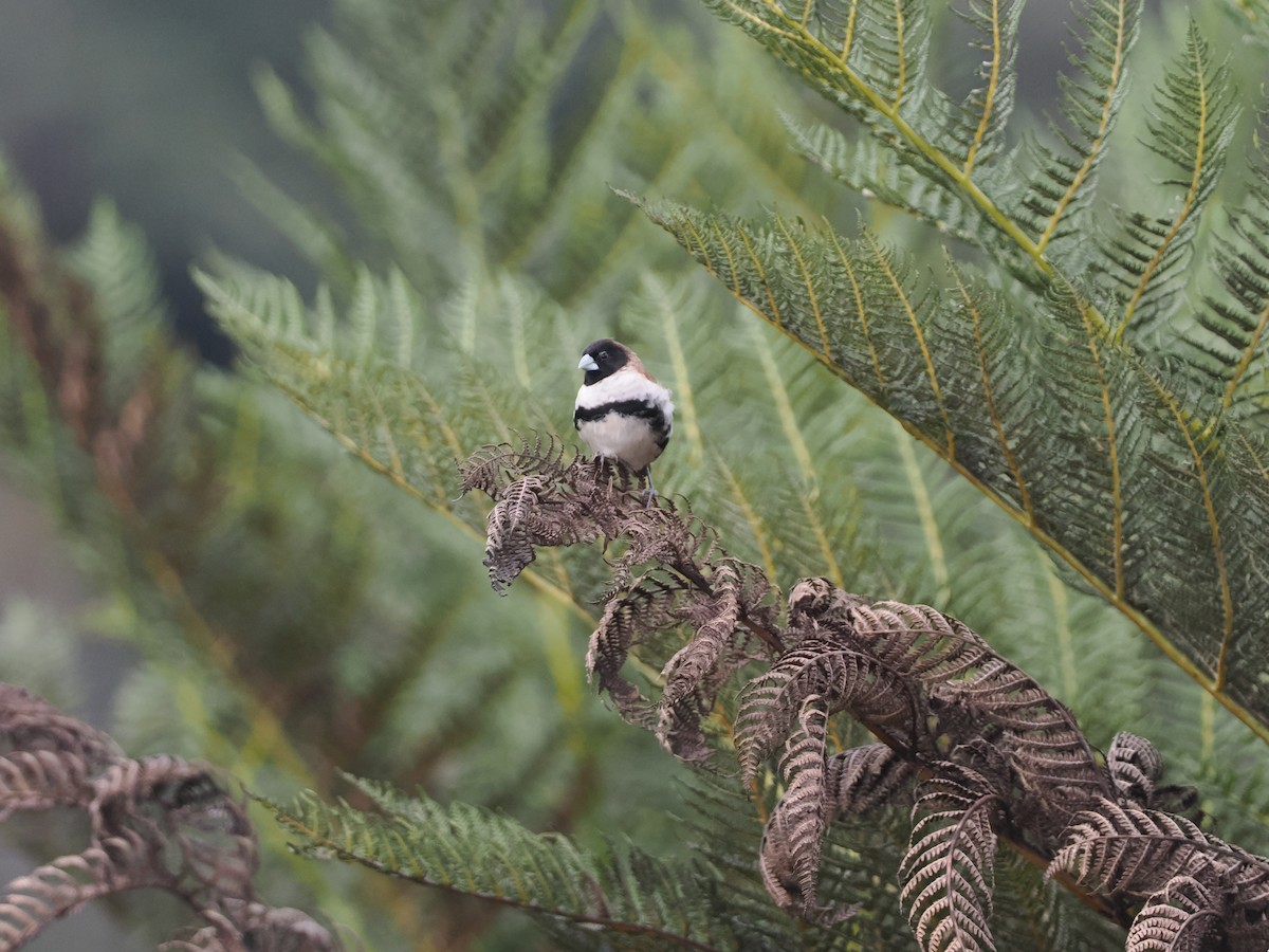 Alpine Munia - ML622952362