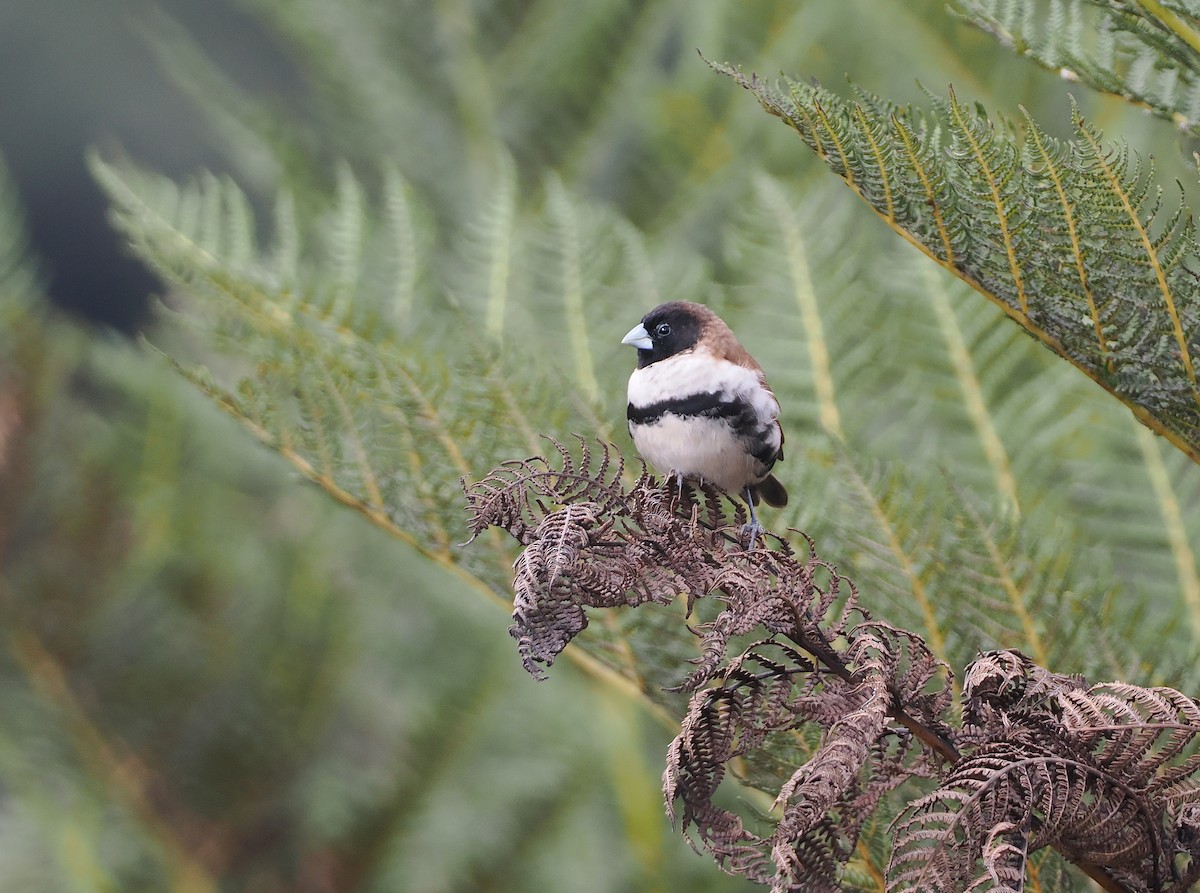 Alpine Munia - ML622952368