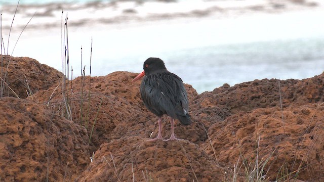 Sooty Oystercatcher - ML622952385