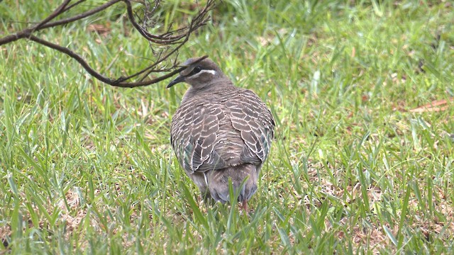 Common Bronzewing - ML622952390