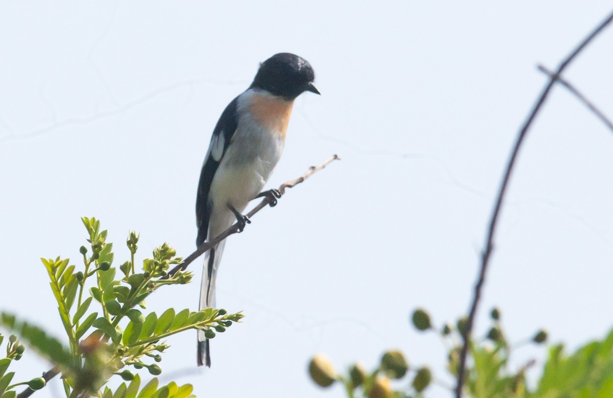 White-bellied Minivet - ML622952400