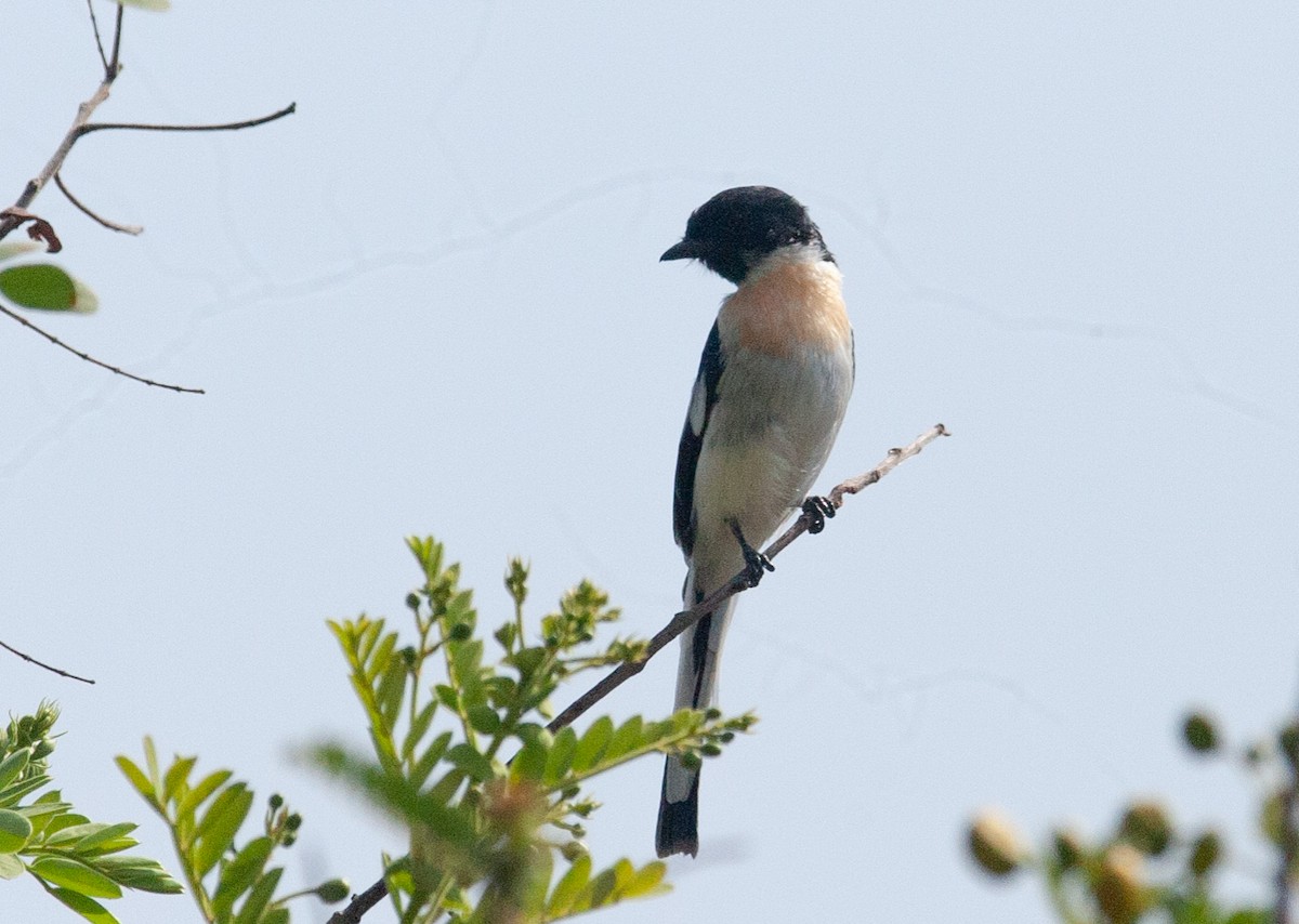 White-bellied Minivet - ML622952401