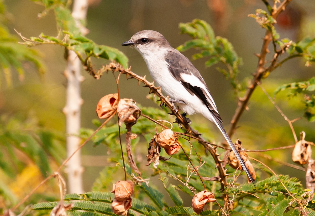 White-bellied Minivet - ML622952402