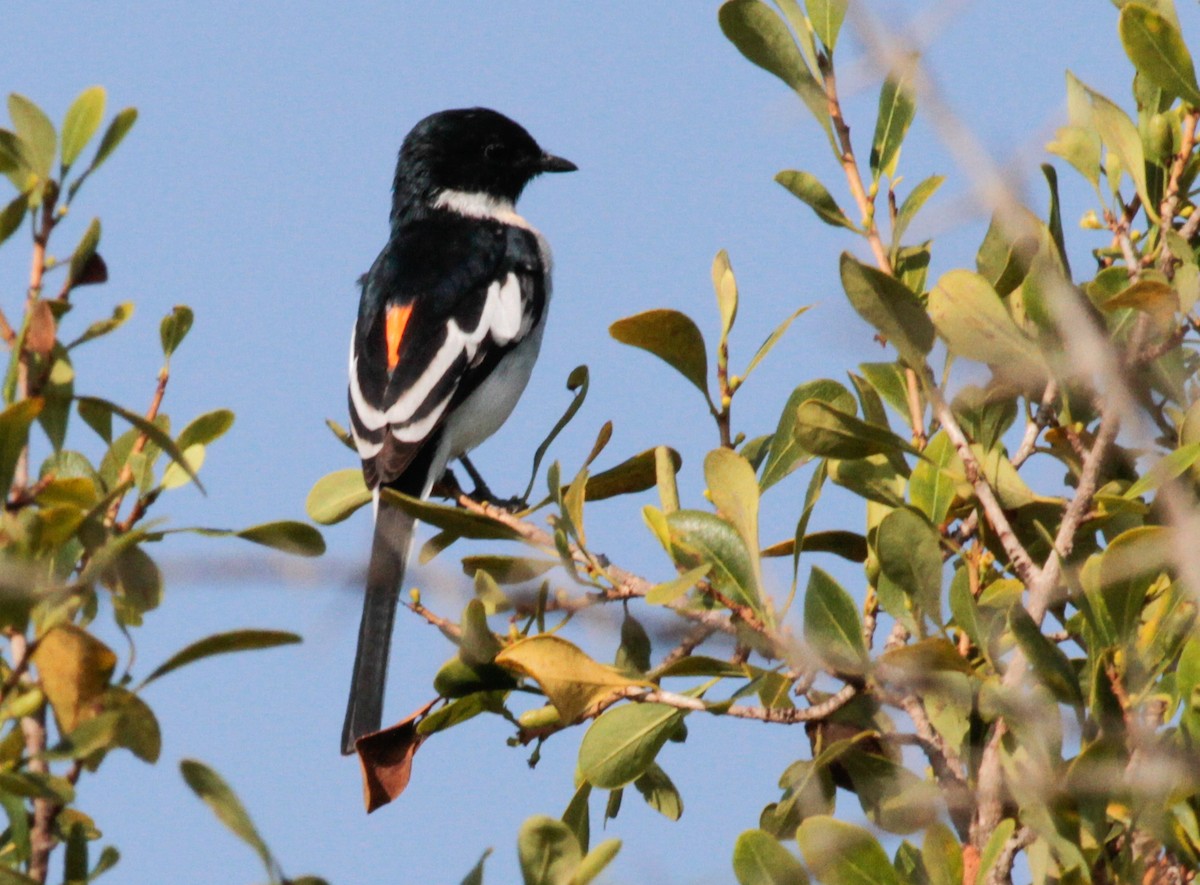 White-bellied Minivet - ML622952403