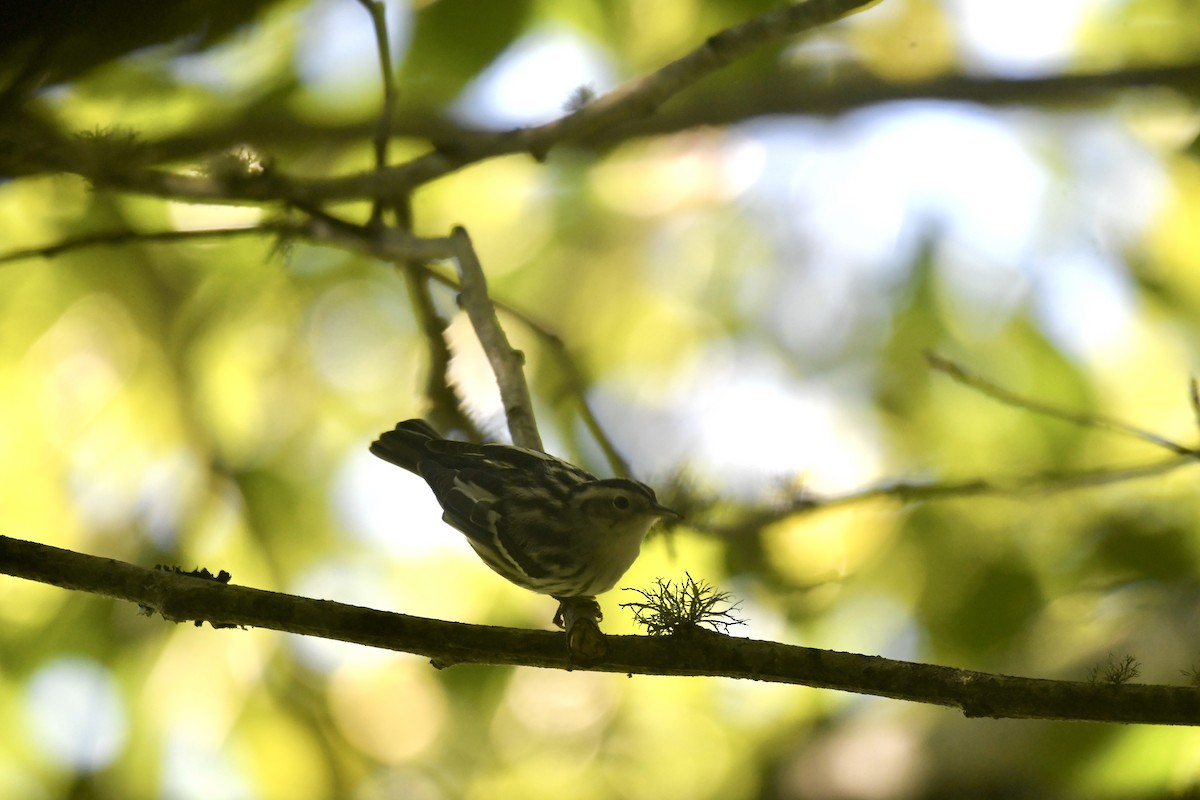 Black-and-white Warbler - ML622952478