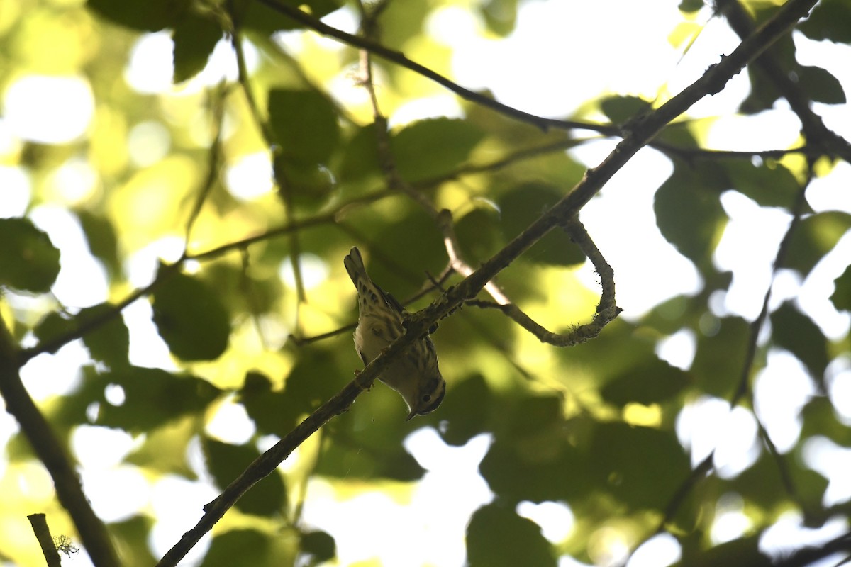 Black-and-white Warbler - ML622952482