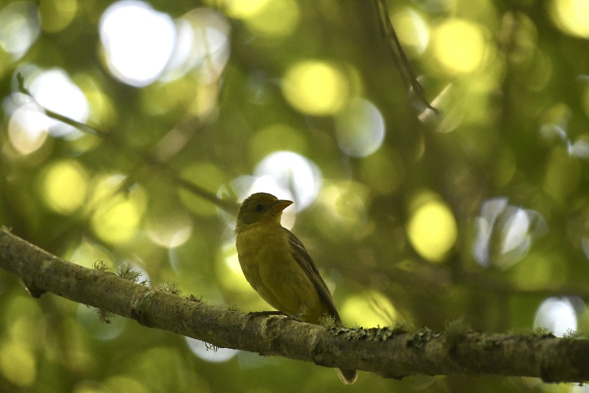 Western Tanager - ML622952492