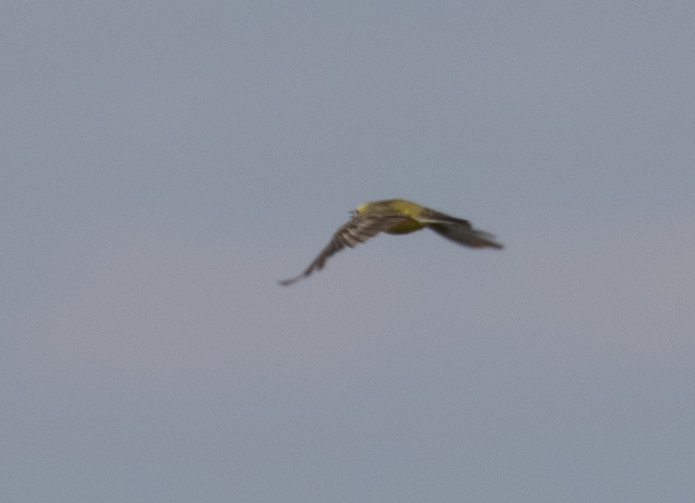 Bergeronnette printanière (leucocephala) - ML622952510