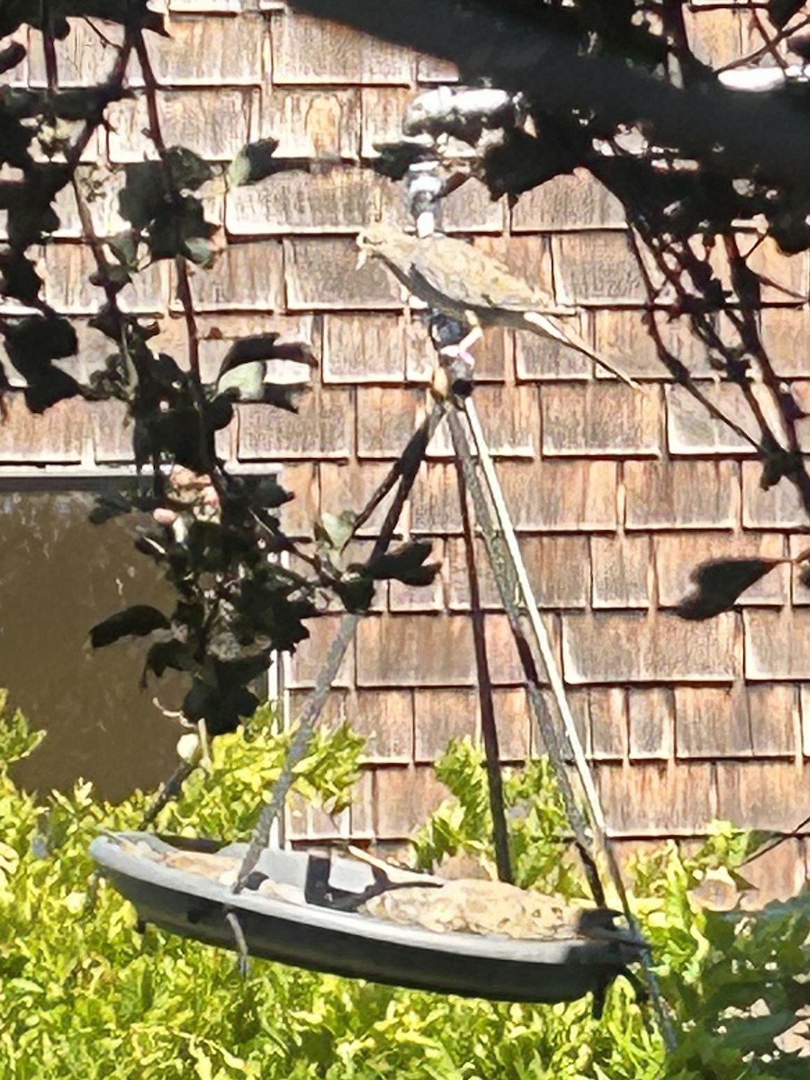 Mourning Dove - ML622952511