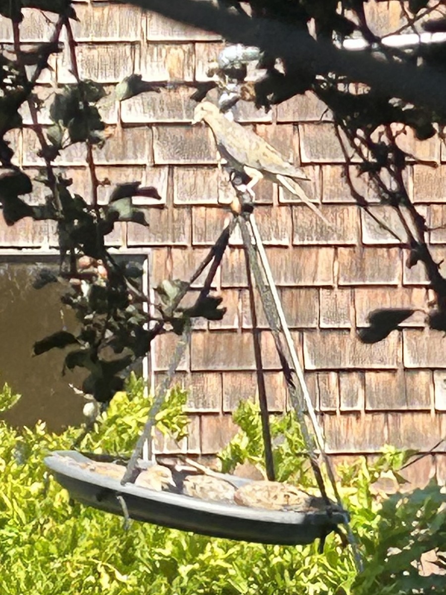 Mourning Dove - ML622952512