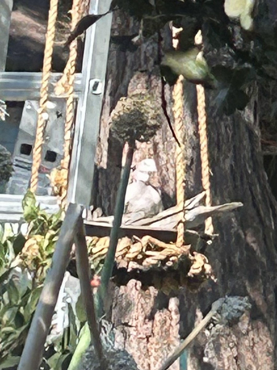 Eurasian Collared-Dove - ML622952518