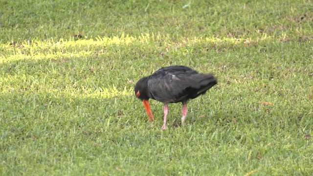 Sooty Oystercatcher - ML622952526