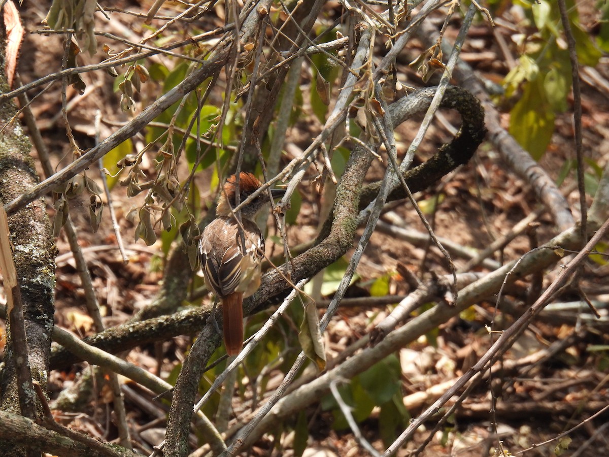 Collared Antshrike - ML622952576