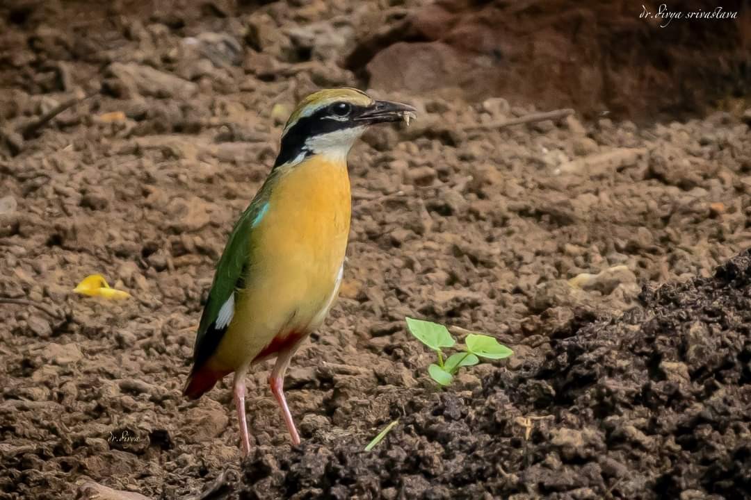 Indian Pitta - ML622952586