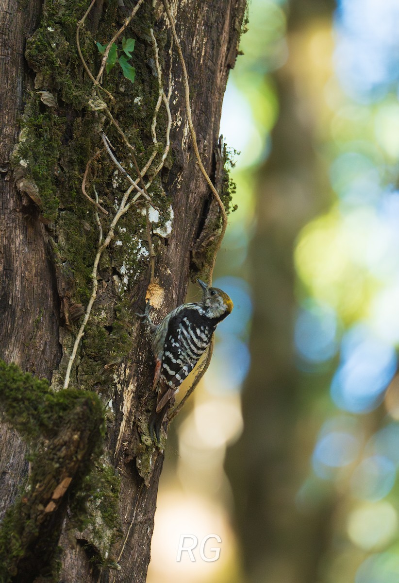 Brown-fronted Woodpecker - ML622952594