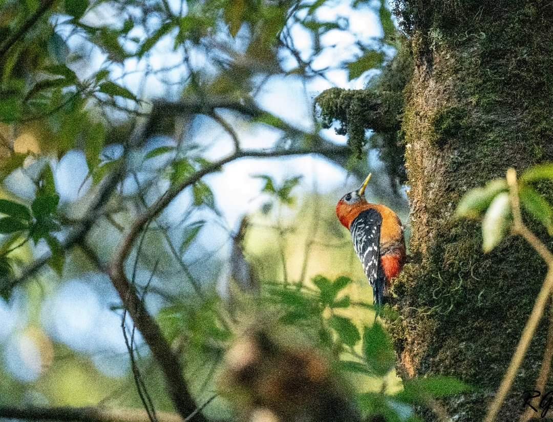 Rufous-bellied Woodpecker - ML622952603