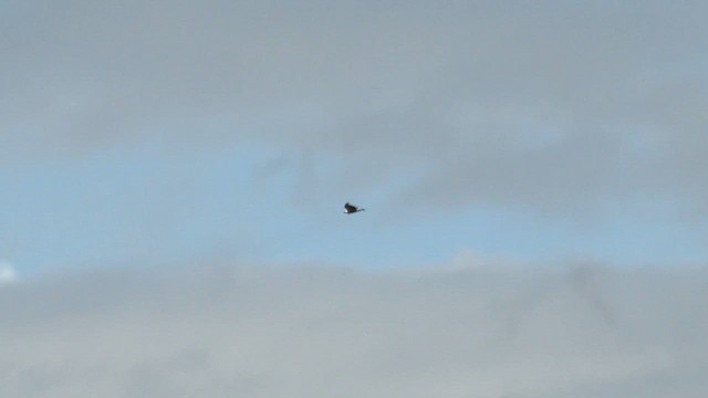 Wedge-tailed Eagle - ML622952617