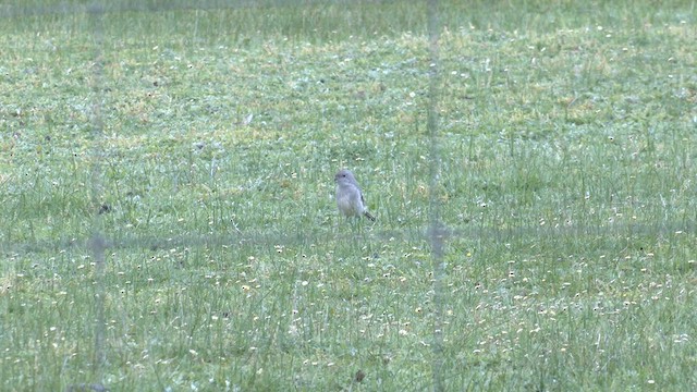 Golden Whistler (Western) - ML622952659