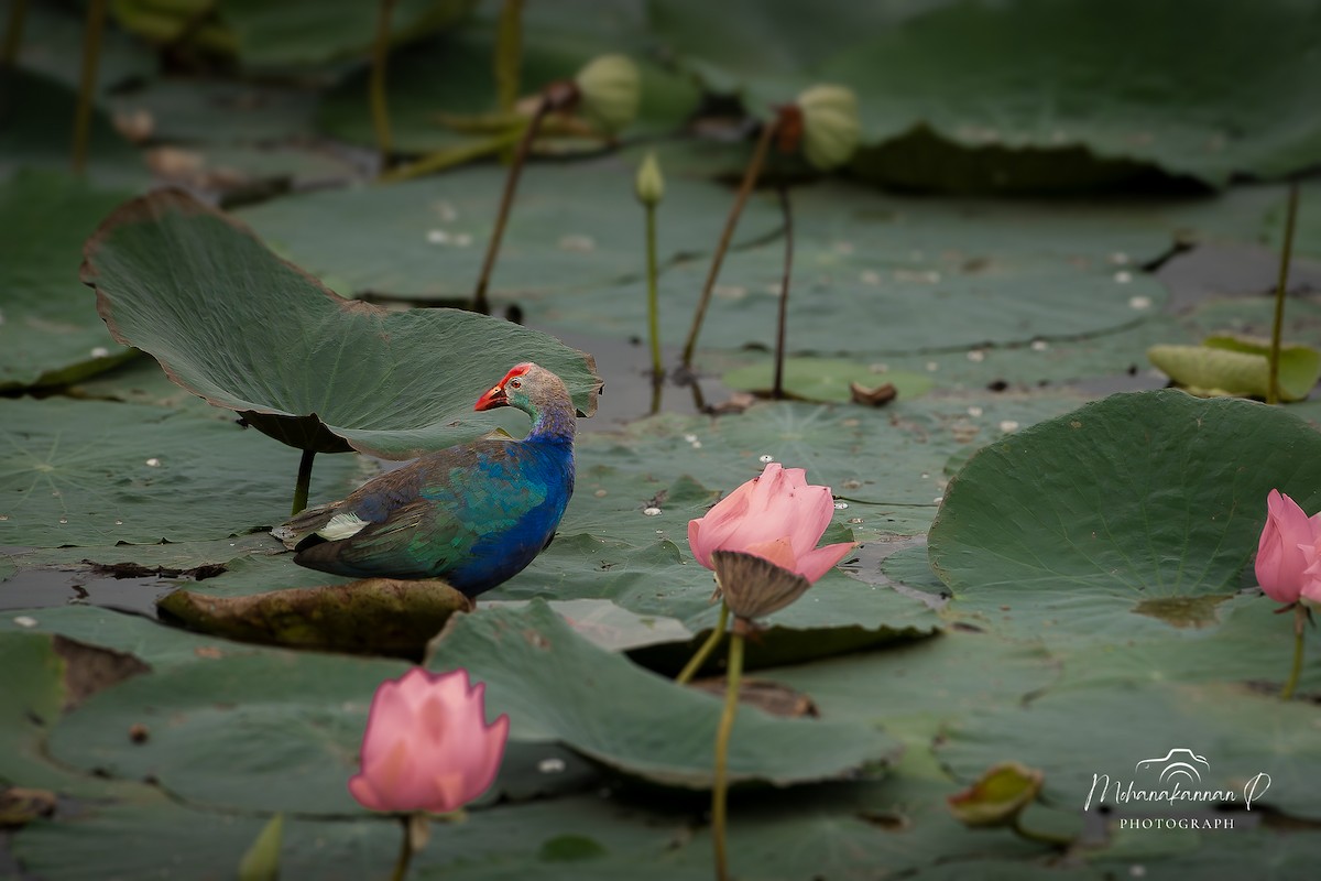 Gray-headed Swamphen - ML622952690