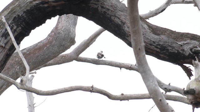 Varied Sittella (Black-capped) - ML622952693