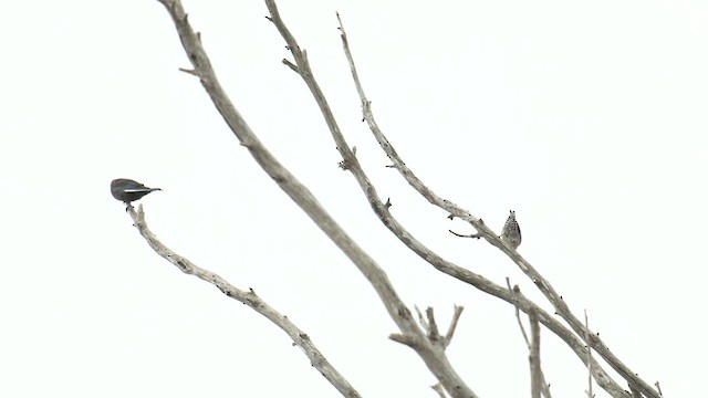 Varied Sittella (Black-capped) - ML622952695