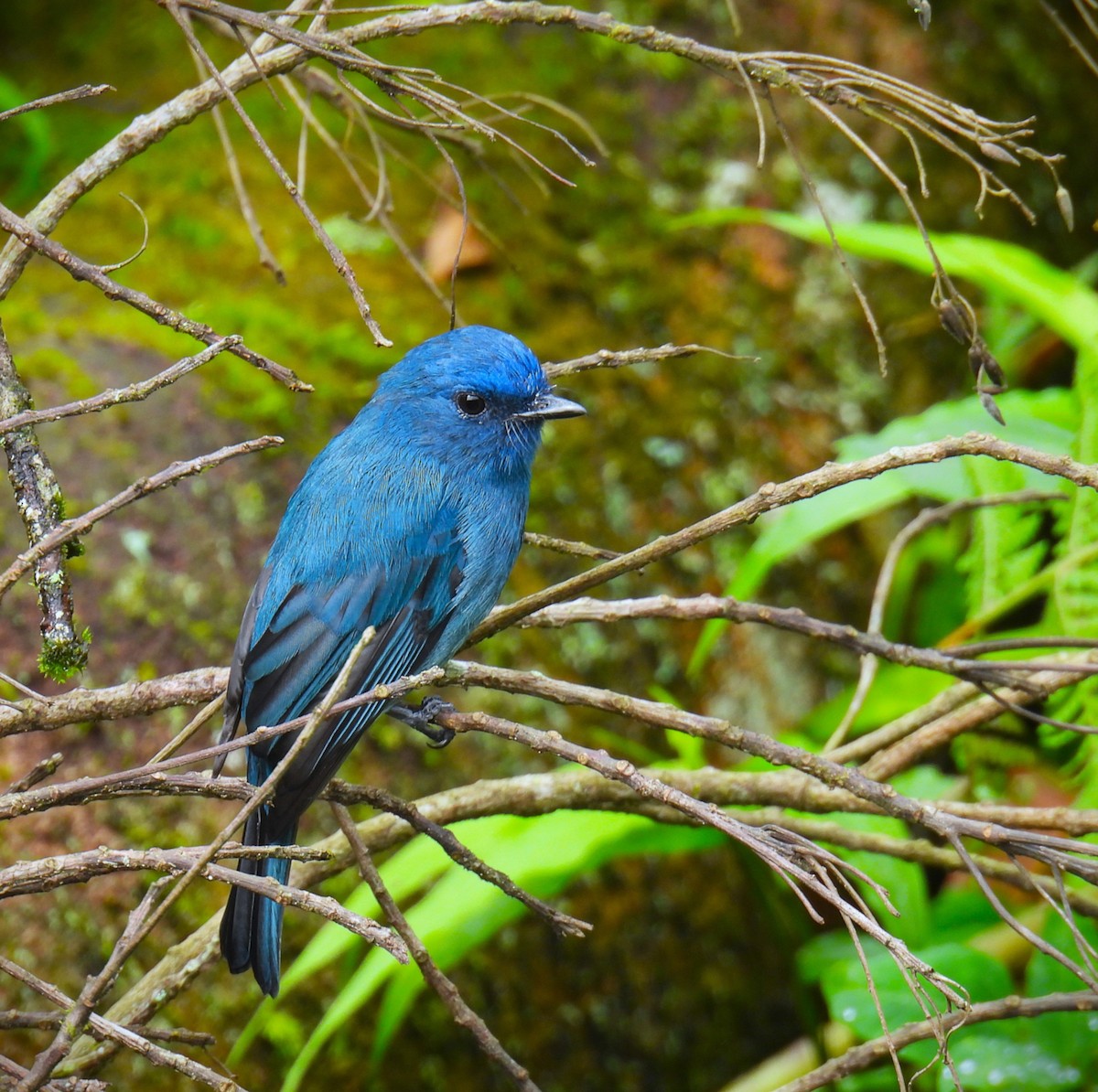 Nilgiri Flycatcher - ML622952704