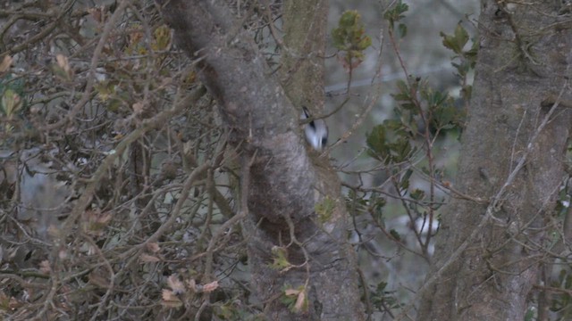Varied Sittella (Black-capped) - ML622952707