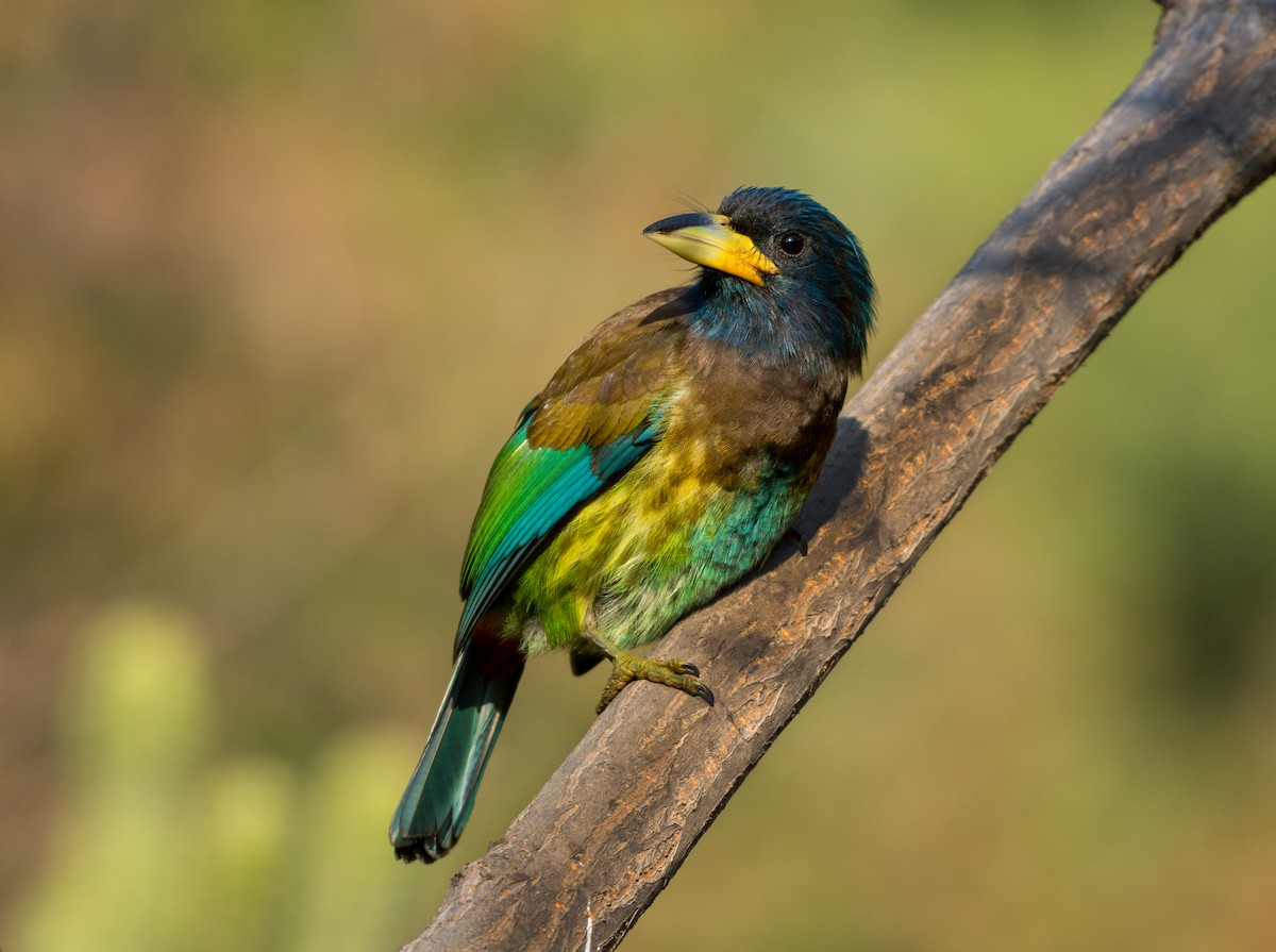 Great Barbet - ML622952718