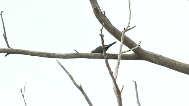 Dusky Woodswallow - ML622952722