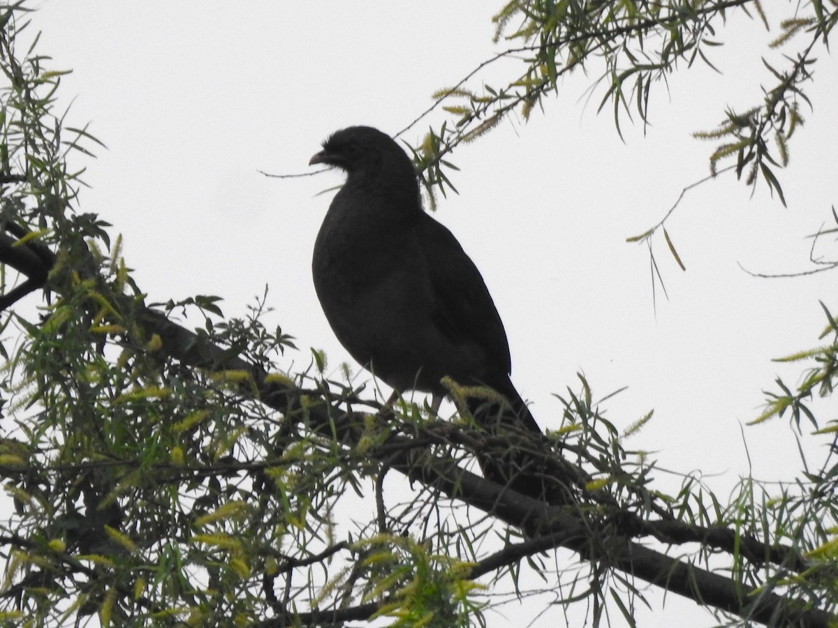Chaco Chachalaca - ML622952724