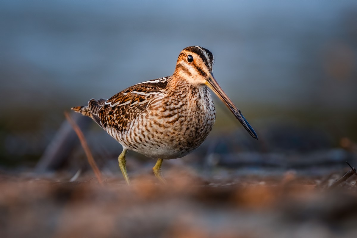 Common Snipe - Alper Tüydeş