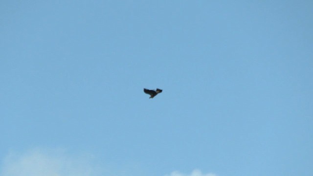 Wedge-tailed Eagle - ML622952868